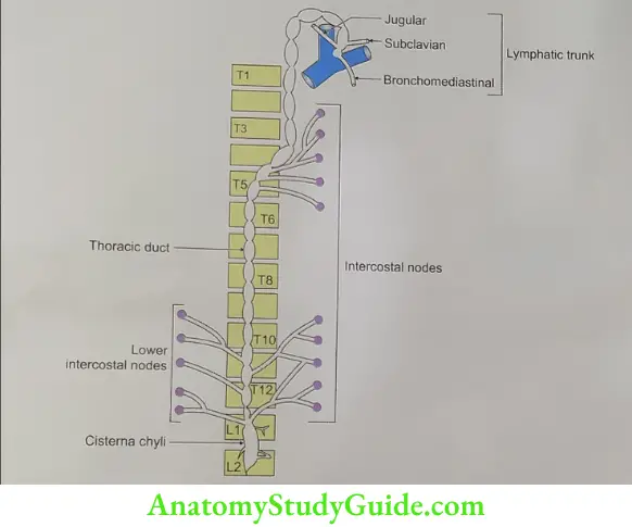 Tributaries of thoracic duct