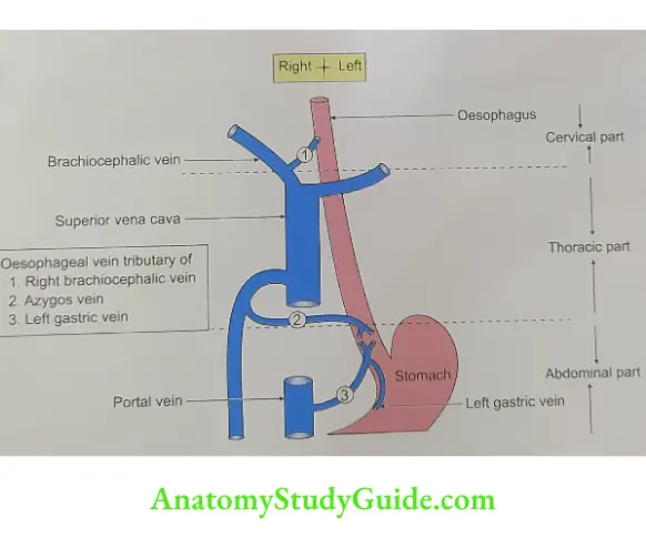 Venous drainage of oesophagus