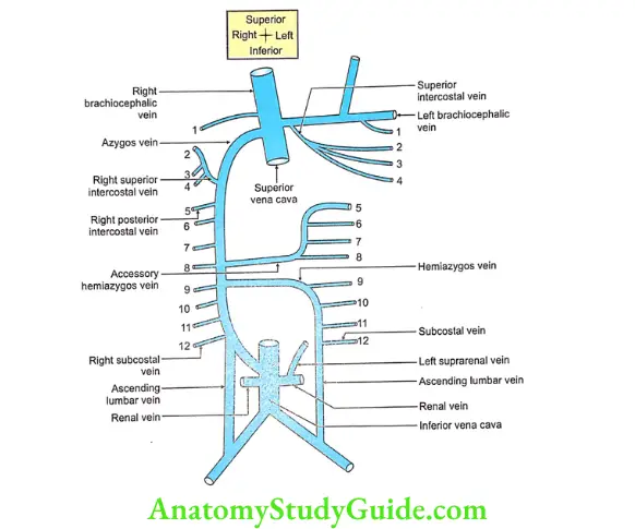 Wall of Thorax Question And Answers - Anatomy Study Guide