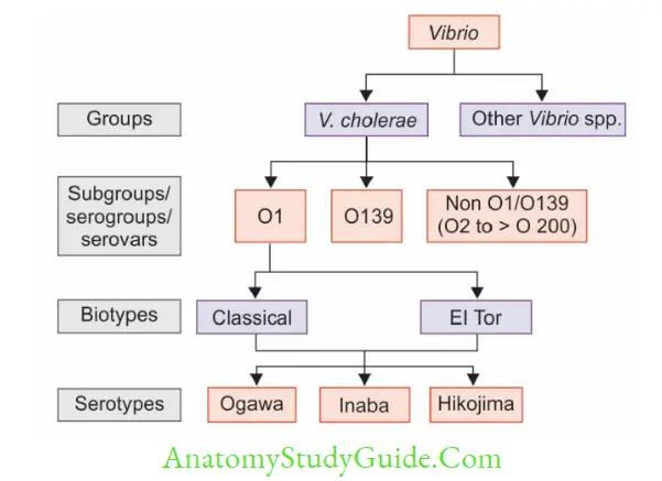 Vibrio Gardner and Venkatraman classification of V. cholerae