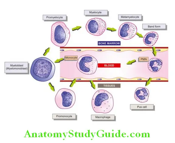 White Blood Cells Proliferations and Myeloid Neoplasms  granulopoiesis and the cellular compartmentas of myeloid cells in the bine marrow blood and tissues