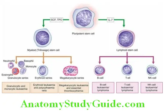 White Blood Cells Proliferations and Myeloid Neoplasms maturation dtages of myeloid cells in relation to corresponding types of myloid neoplasms