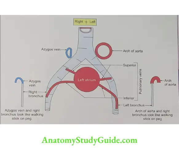 relation of the pulmonary veins to bronchi