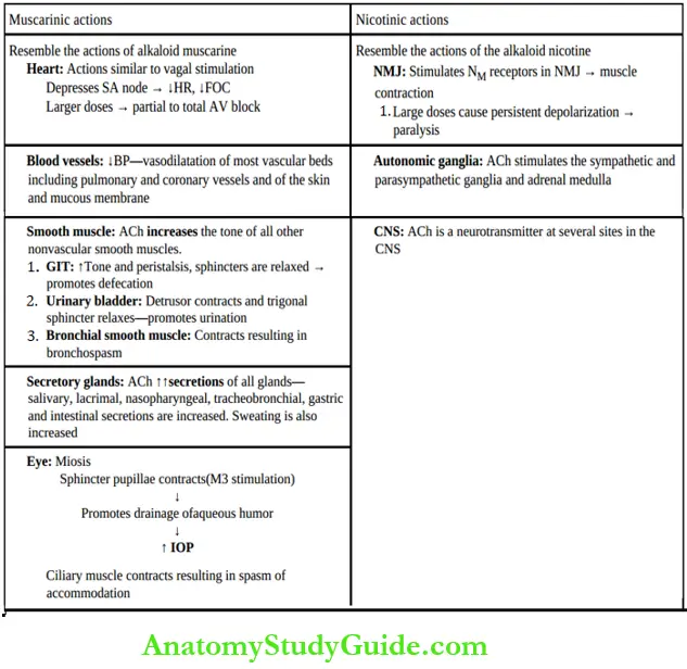 Autonomic Nervous System Actions Of Acetylcholine