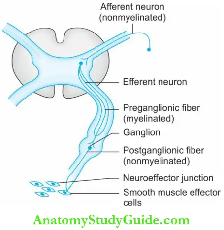 Autonomic Nervous System Autonomic Innervation