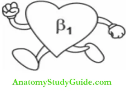 Autonomic Nervous System Cardiovascular System