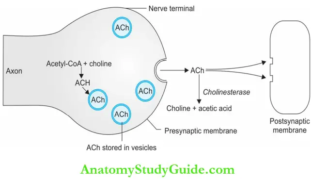 Autonomic Nervous System Cholinergic Transmission Schematic Representation