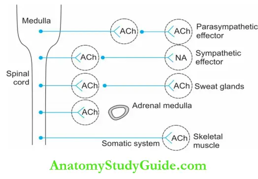 Autonomic Nervous System Sites Of Release Of Neurotransmitters