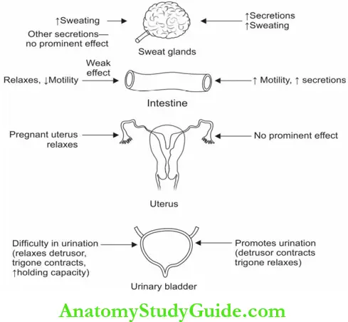 Autonomic Nervous System Sympathetic Stimulation And Parasympathetic Stimulation.