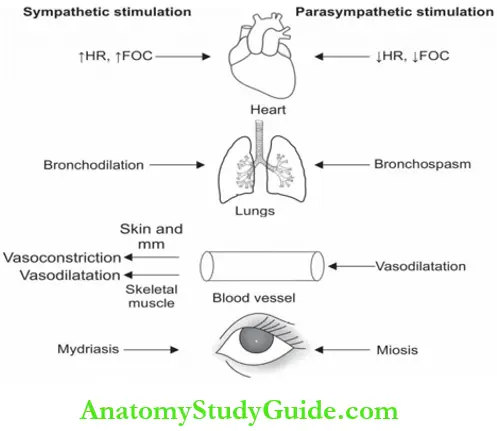 Autonomic Nervous System Sympathetic Stimulation And Parasympathetic Stimulation