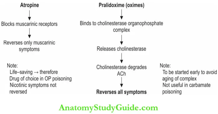 Autonomic Nervous System Treatment Of Organophosphorus Poisoning