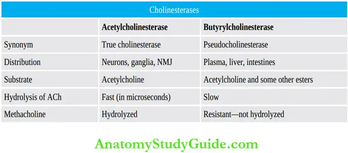 Autonomic Nervous System Types Of Cholinesterases