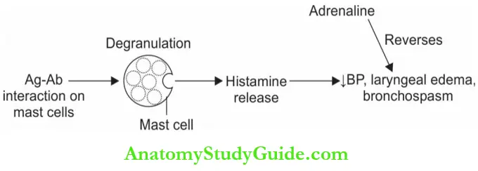 Autonomic Nervous System Uses Of Adrenaline