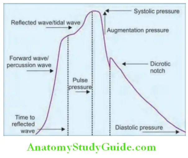 Cardiology Normal carotid and peripheral pulse wave