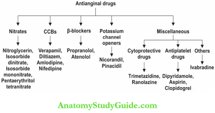 Cardiovascular System Antianginal Drugs.