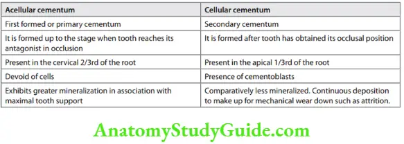 Cementum Differences between cellular and acellular cementum