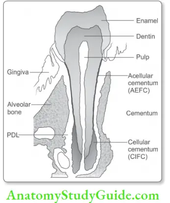 Cementum Parts of tooth