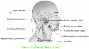 Cervicofacial Lymphadenopathy Question And Answers - Anatomy Study Guide