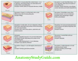 Venereology Question and Answers - Anatomy Study Guide