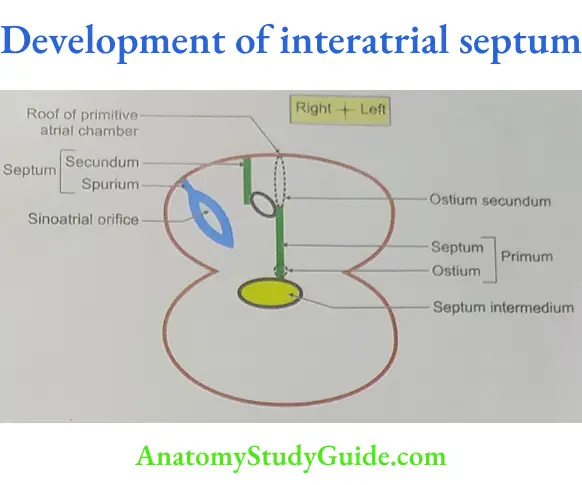 Development of interatrial septum