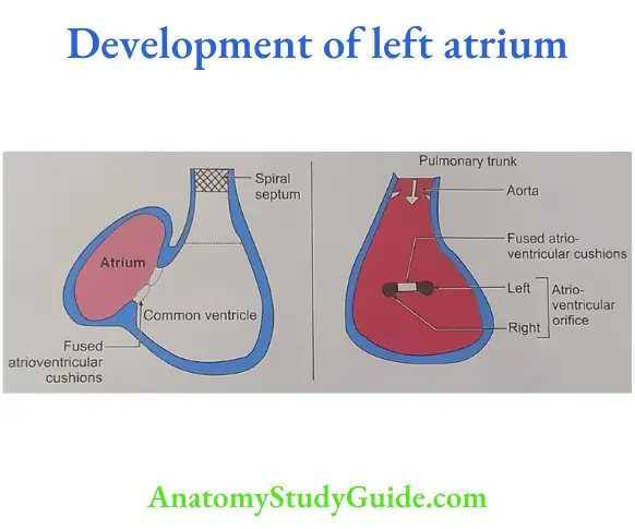 Development of left atrium