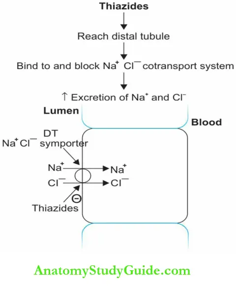 Drugs Acting On The Kidney Question And Answers - Anatomy Study Guide