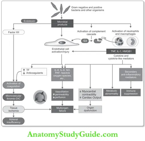 Hemodynamic Disorders Pathogenesis Of Septic Shock