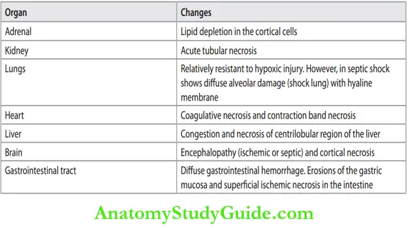 Hemodynamic Disorders Summary Of Main Morphological Features Of Shock
