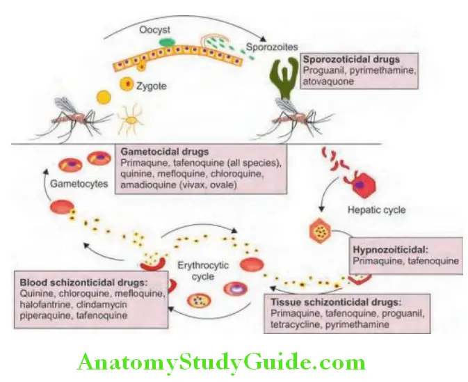 Infectious Diseases Antimalarial drugs