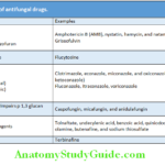 Infectious Diseases Classification of antifungal drugs