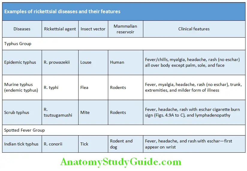 Infectious Diseases Examples of rickettsial diseases and their features