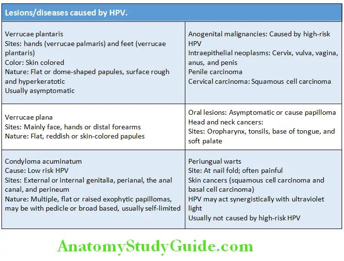 Infectious Diseases Lesions diseases caused by HPV