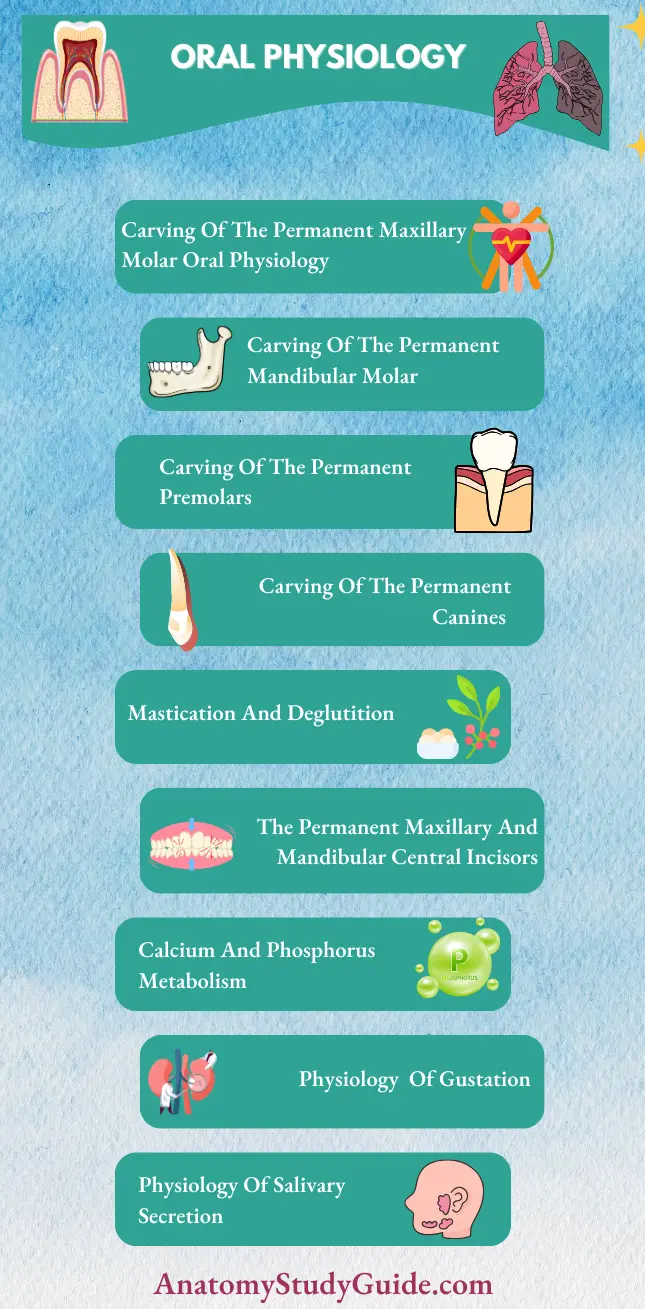 Oral Physiology