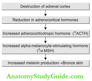 Pigmented Lesions Of Oral Mucosa Pathophysiology Of Pigmentation