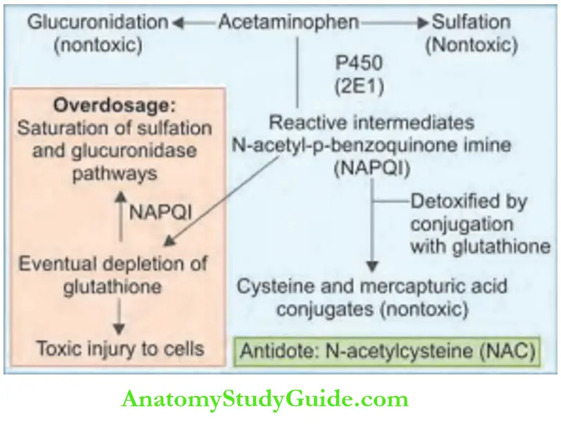 Toxicology Acetaminophen