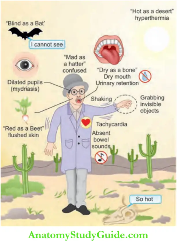 Toxicology Anticholinergic toxidrome