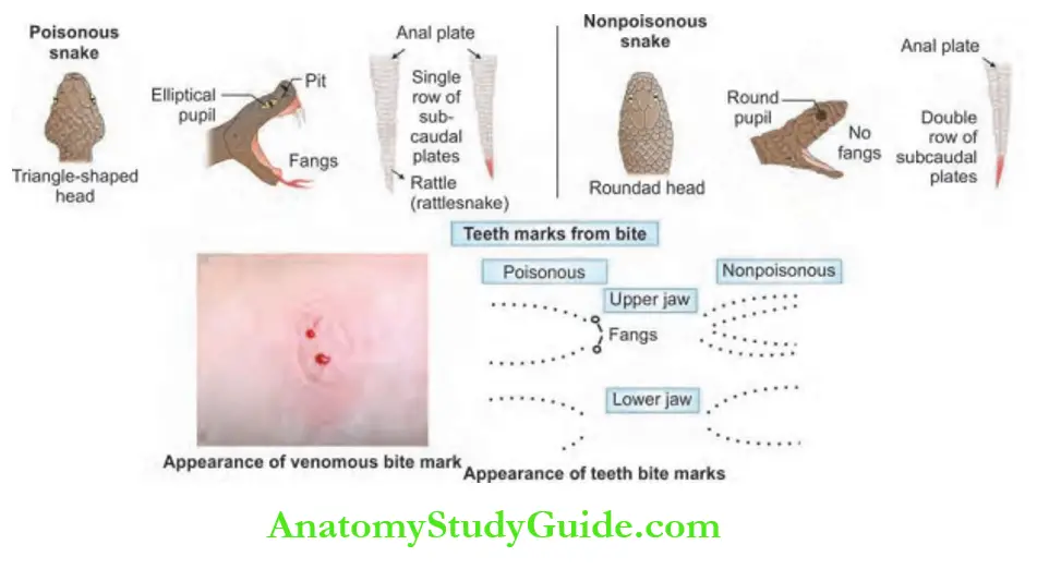 Toxicology Diffrences between poisonous and nonpoisonous snakes;