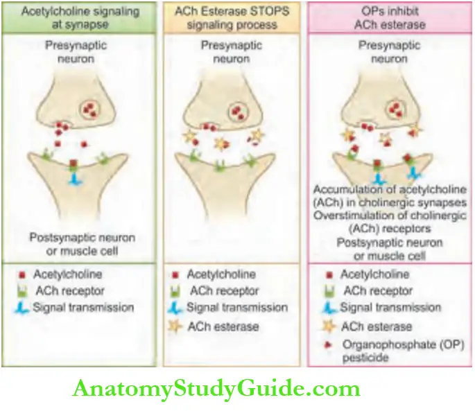 Toxicology Mechanism of organphosphours poisoning