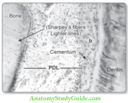 cementum 