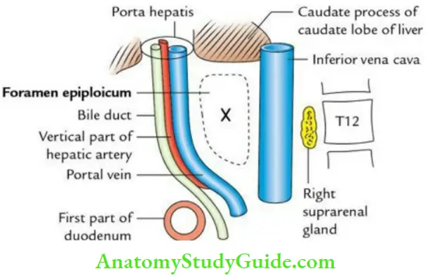 Abdominal Cavity And Peritoneum Question And Answer - Anatomy Study Guide