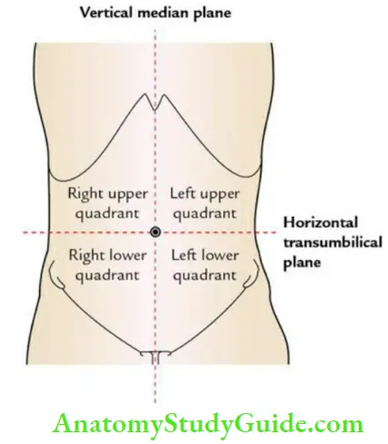 Abdominal Cavity And Peritoneum Four Quadrants Of the Abdomen