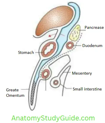 Abdominal Cavity And Peritoneum Greater Omentum