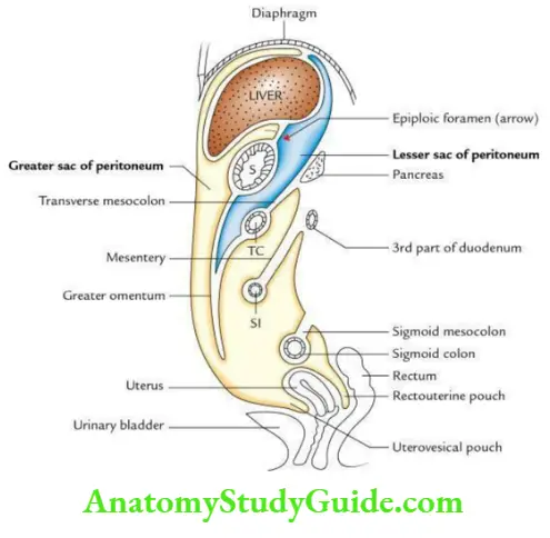 Abdominal Cavity And Peritoneum Vertical Tracing Of peritoneum In Female