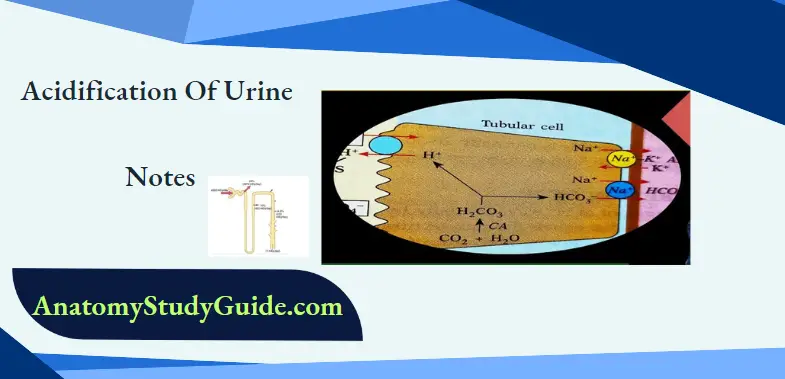 Acidification Of Urine Notes