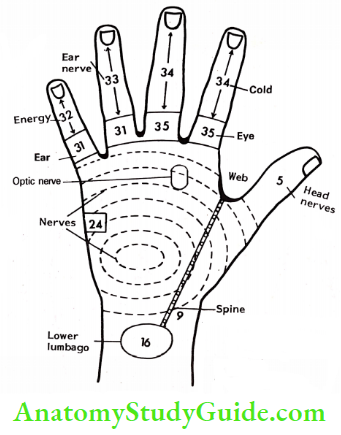 Acupressure Therapy And Practice Back Side Of Left Hand