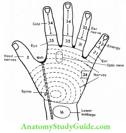 Acupressure Therapy And Practice Back Side Of Right Hand