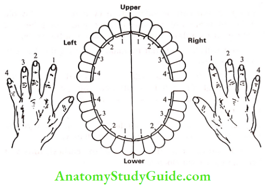 Acupressure Therapy And Practice Fingers Is To Be Pressed Continuously For Removing Toothache In Different Teeth