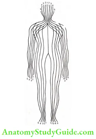 Acupressure Therapy And Practice Flow Of Electric Current Lines Wich Are Divied Into 5 Zones On The Right And Left Sides