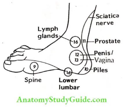 Acupressure Therapy And Practice Inside Of Foot