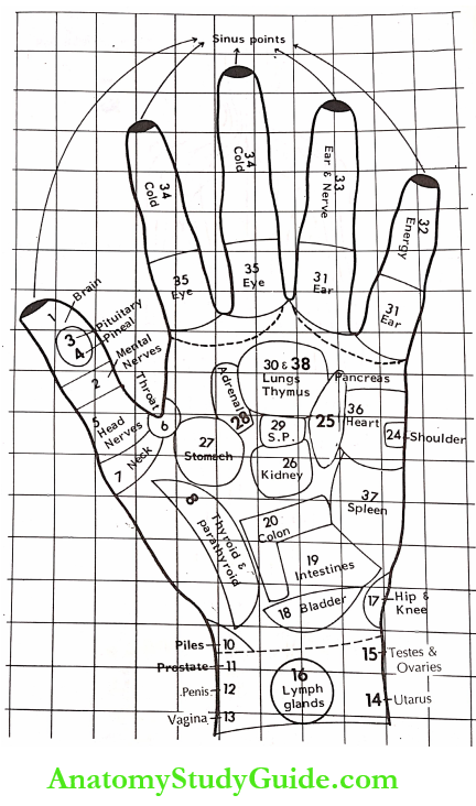 Acupressure Therapy And Practice Left Hand Location And Number Of Points Connected With Different Organs And Endocrine Glands